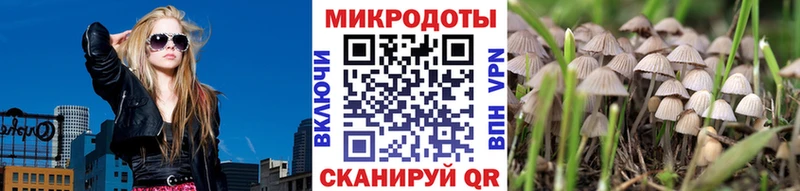 цена наркотик  Елец  Псилоцибиновые грибы Psilocybe 